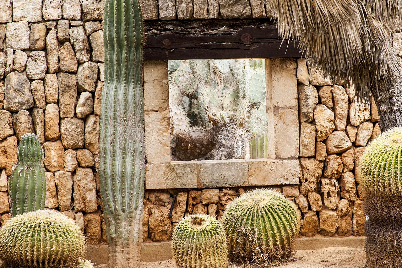 drywall window cactus free photo