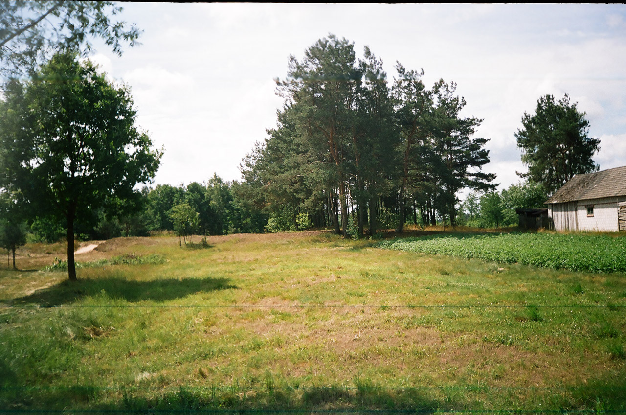 meadow forest tree free photo