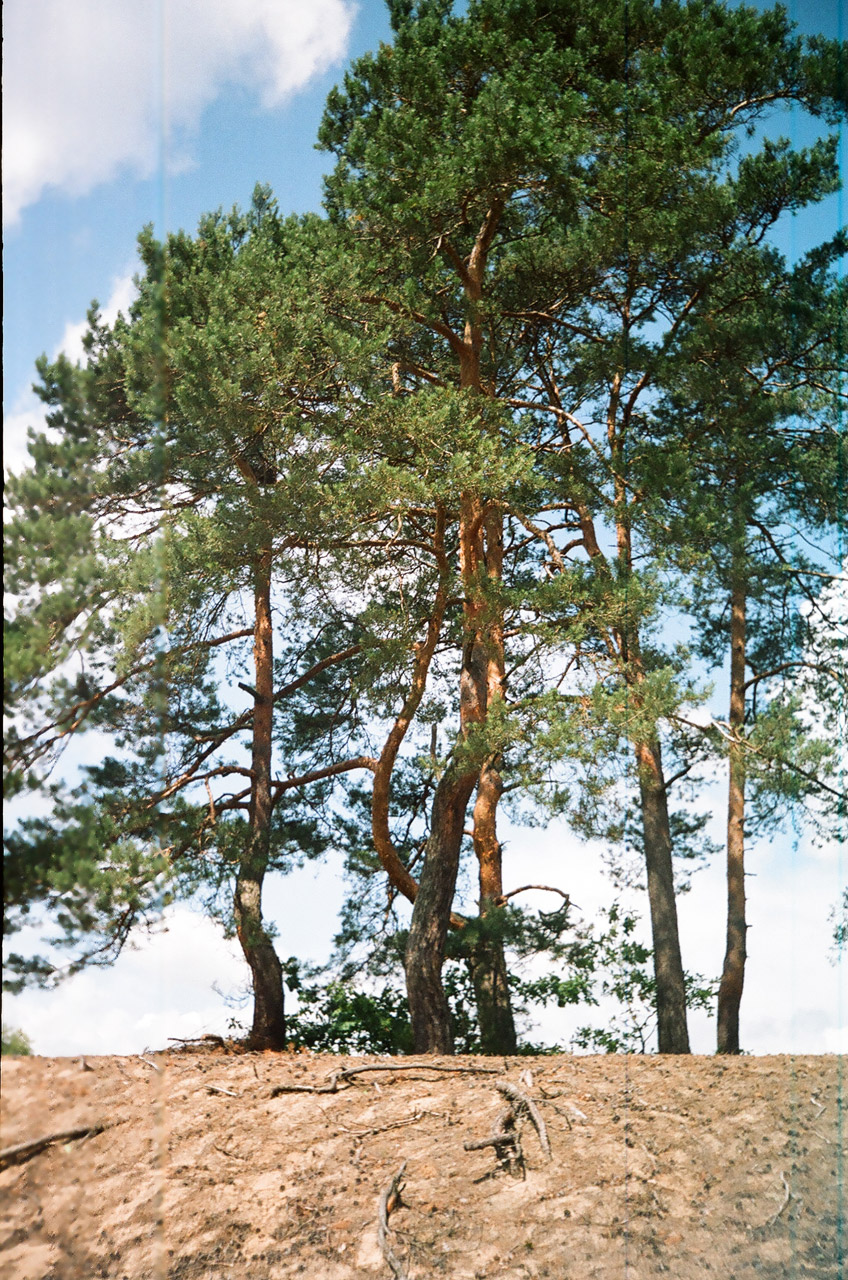 tree poland beech tree bilgoraj free photo