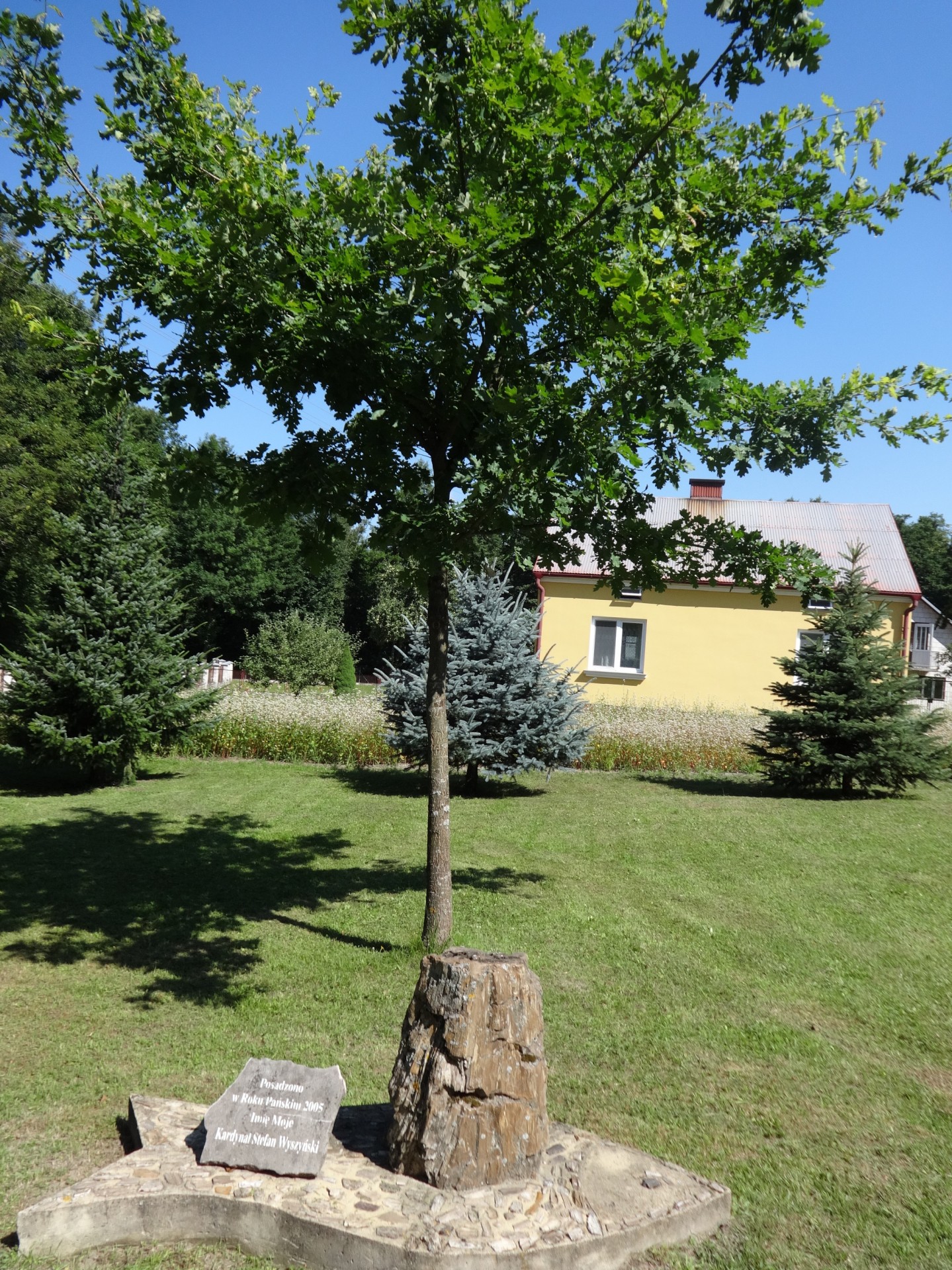 tree name habitat free photo