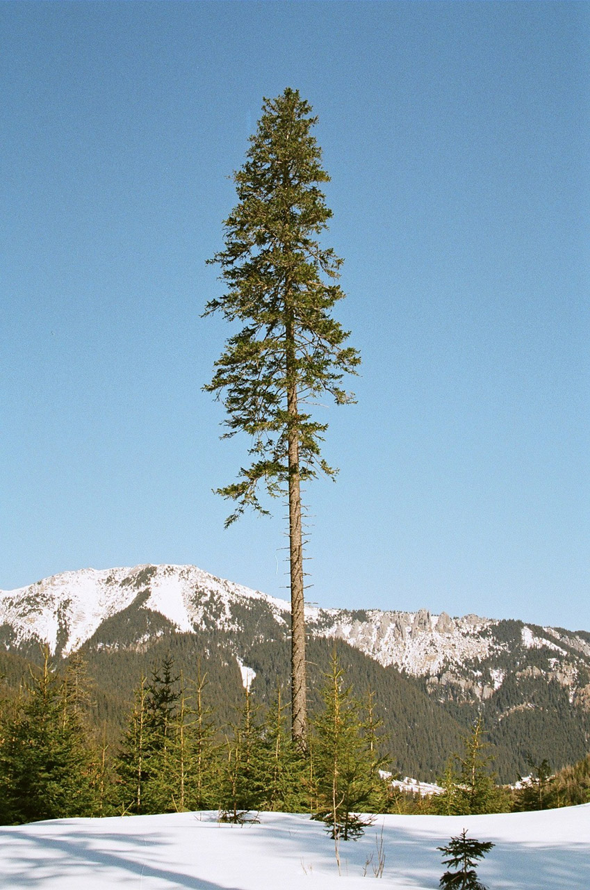 tree grześ mountains free photo