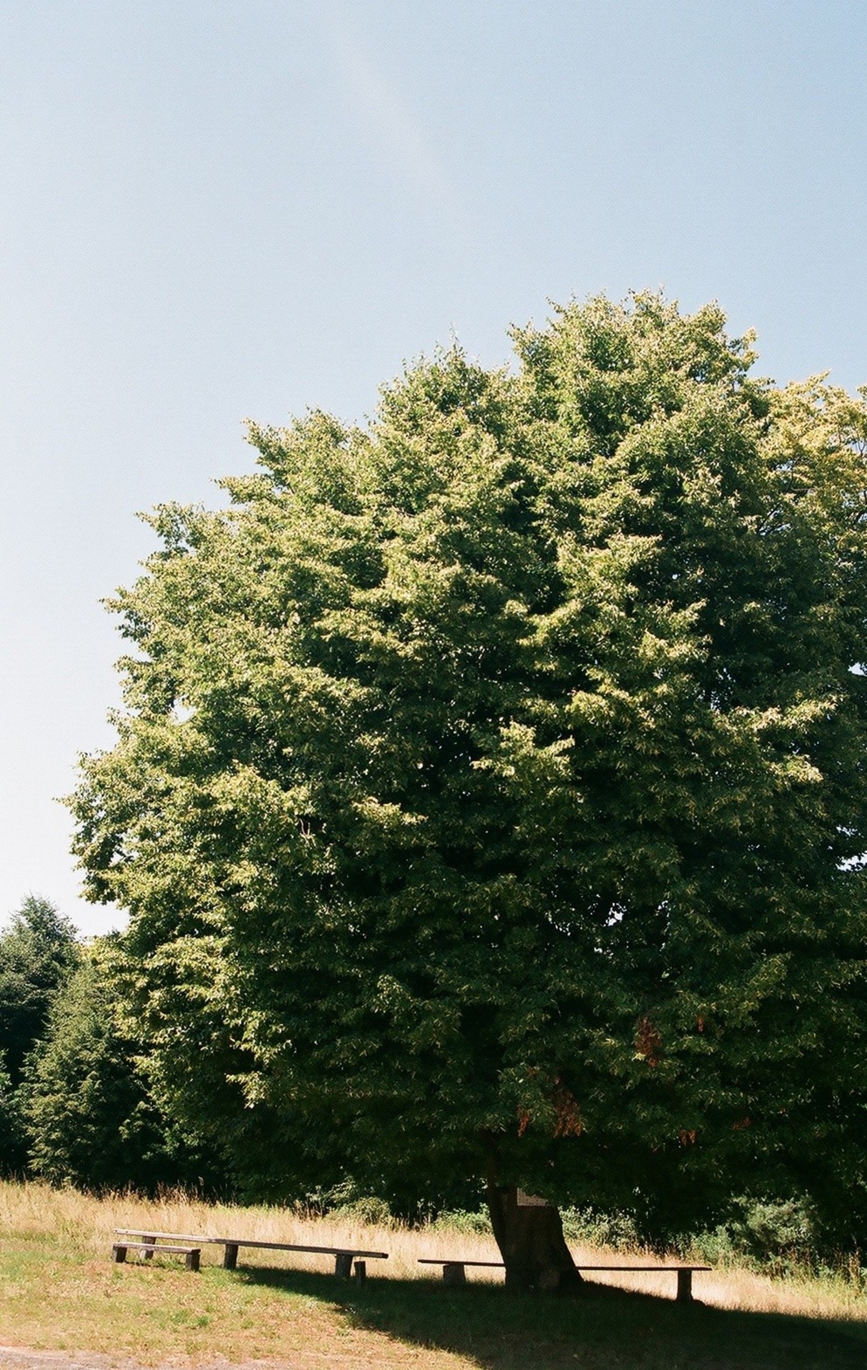 church orthodox tree free photo