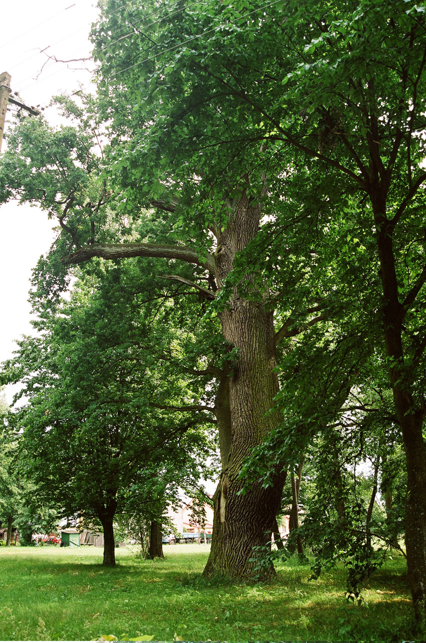 tree poland tree in sosnowica free photo