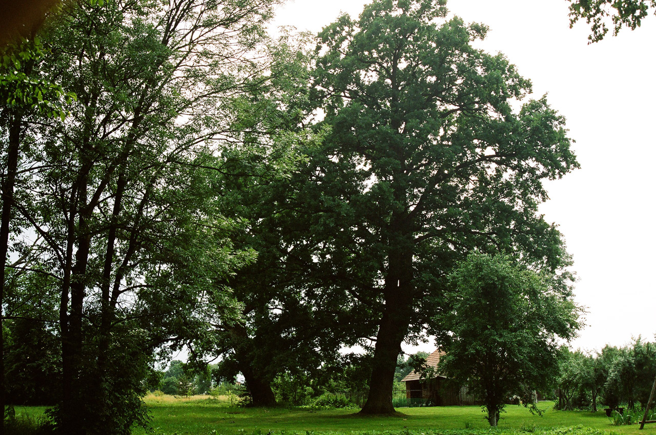 tree poland tree in sosnowica free photo