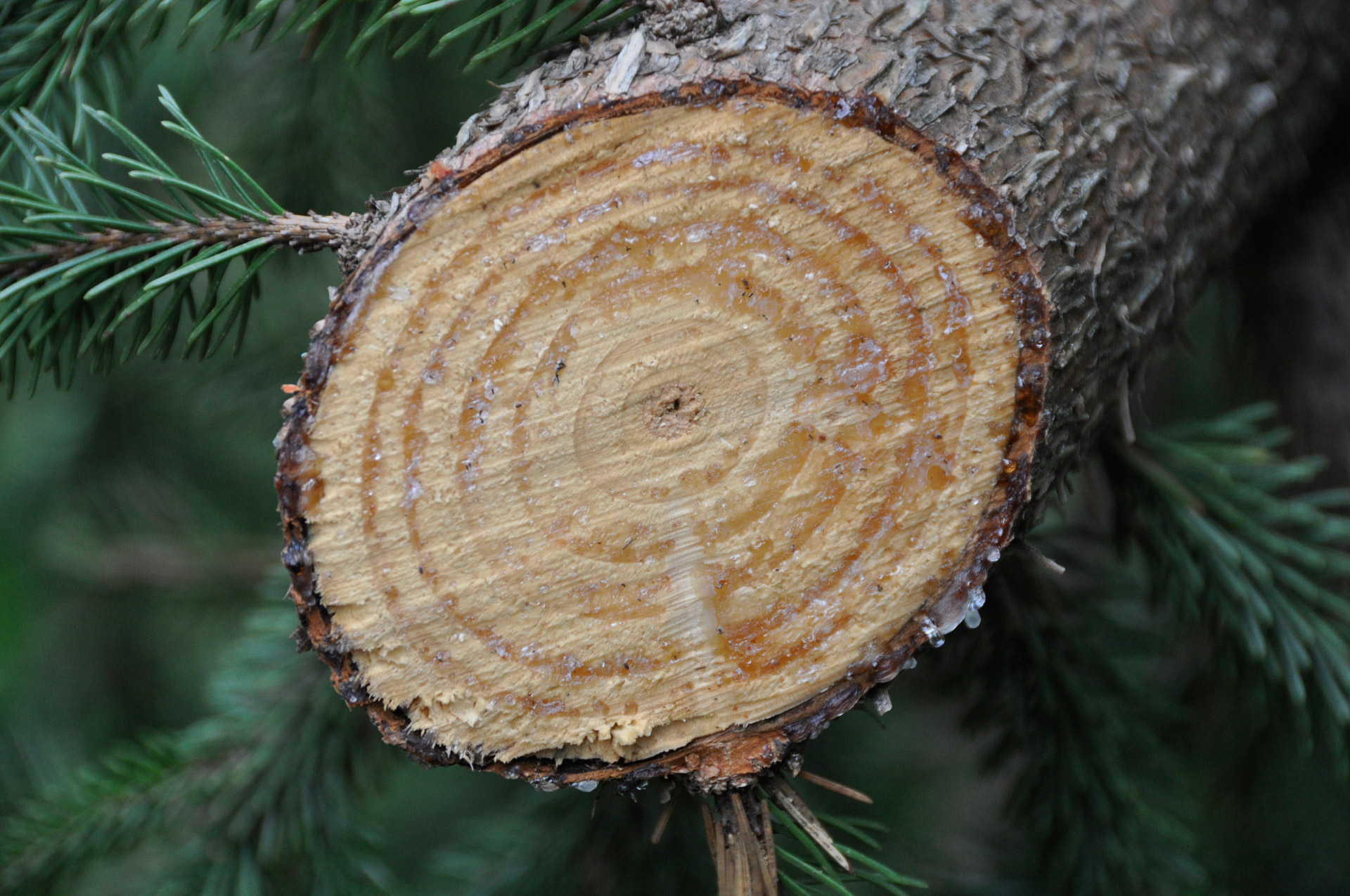 tree grain wood free photo