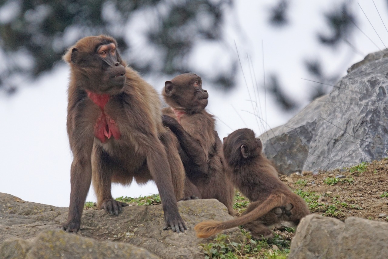 dschelada monkey primate free photo