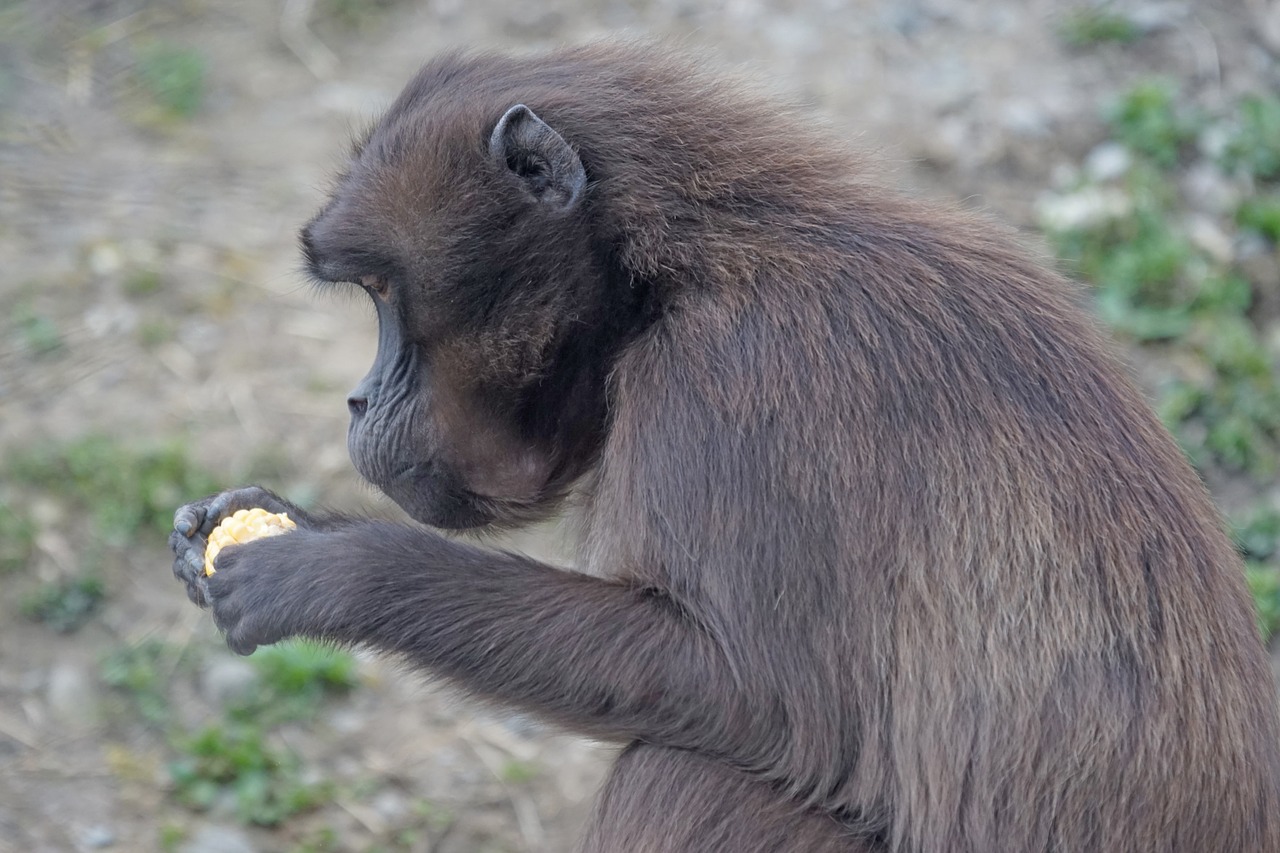 dschelada monkey primate free photo