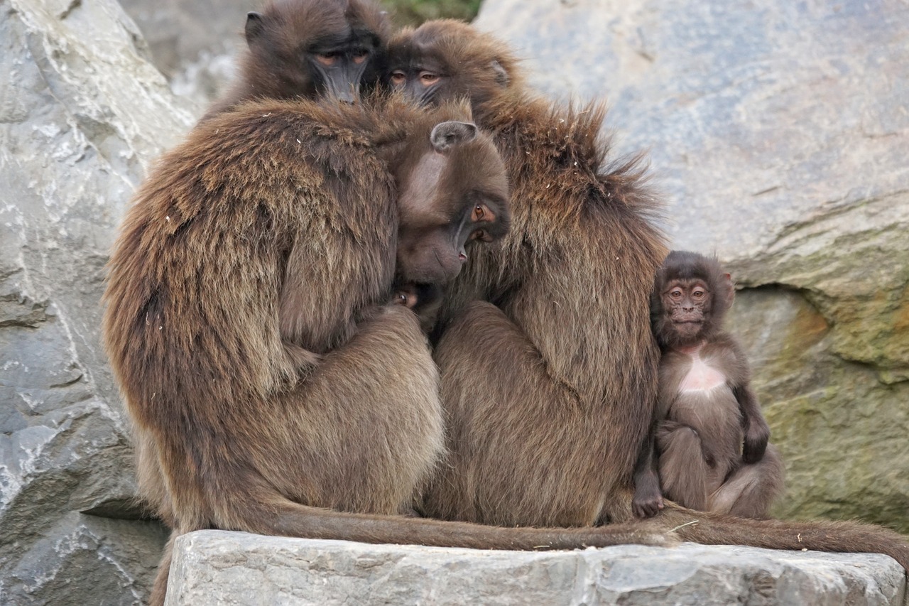 dschelada monkey primates free photo