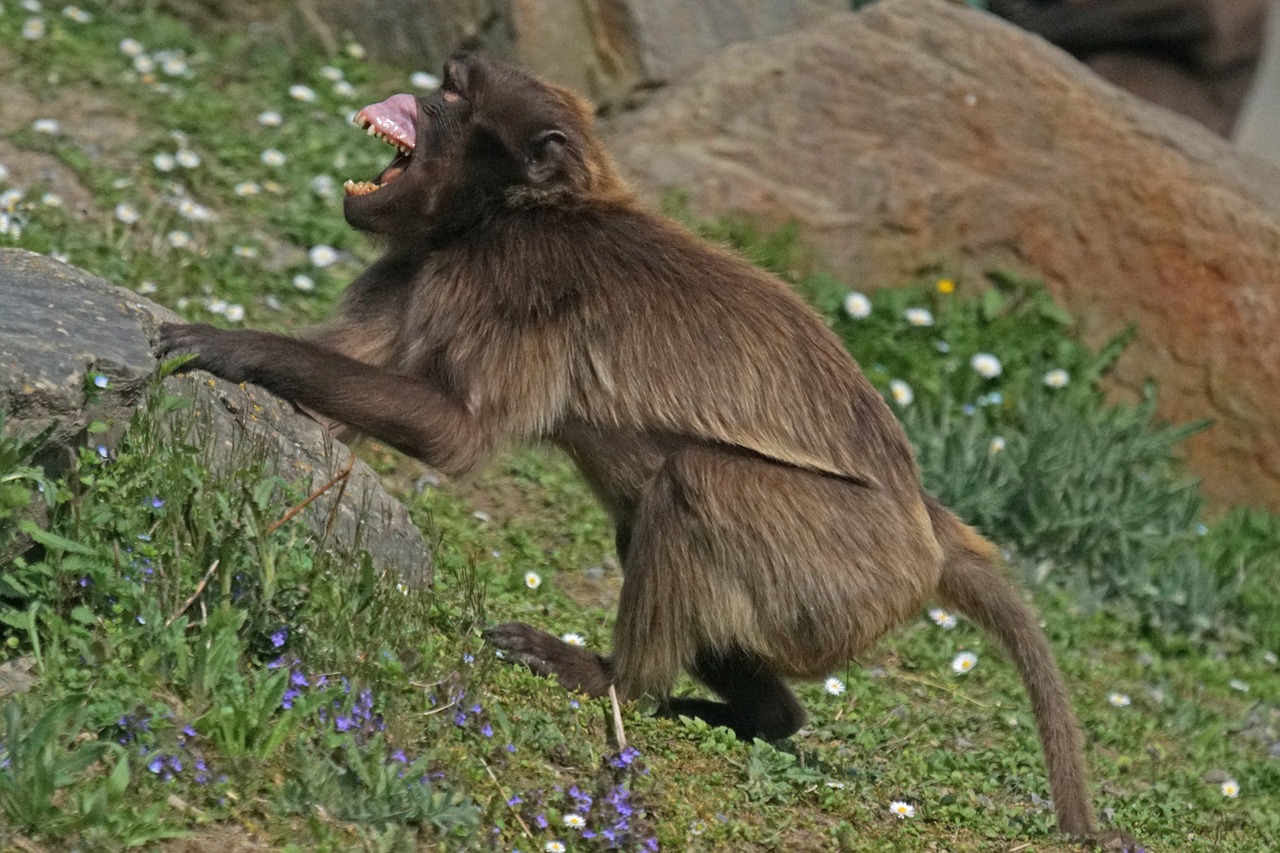 dschelada threatening primate free photo