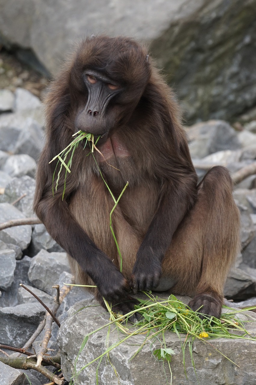 dschelada monkey males free photo