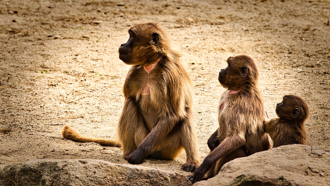 dschelada  the blood breast baboons  ape free photo