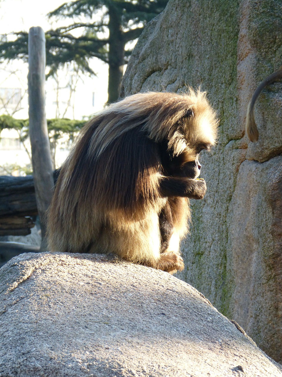 dschelada monkey males free photo