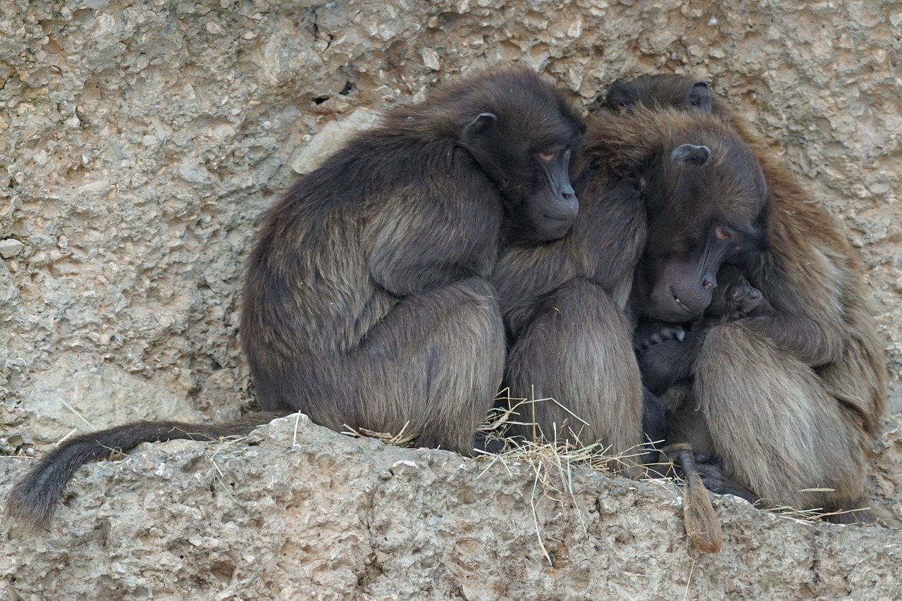 dschelada primate monkey group free photo