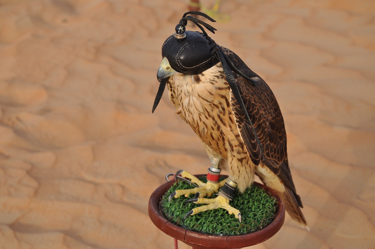 dubai falcon desert free photo