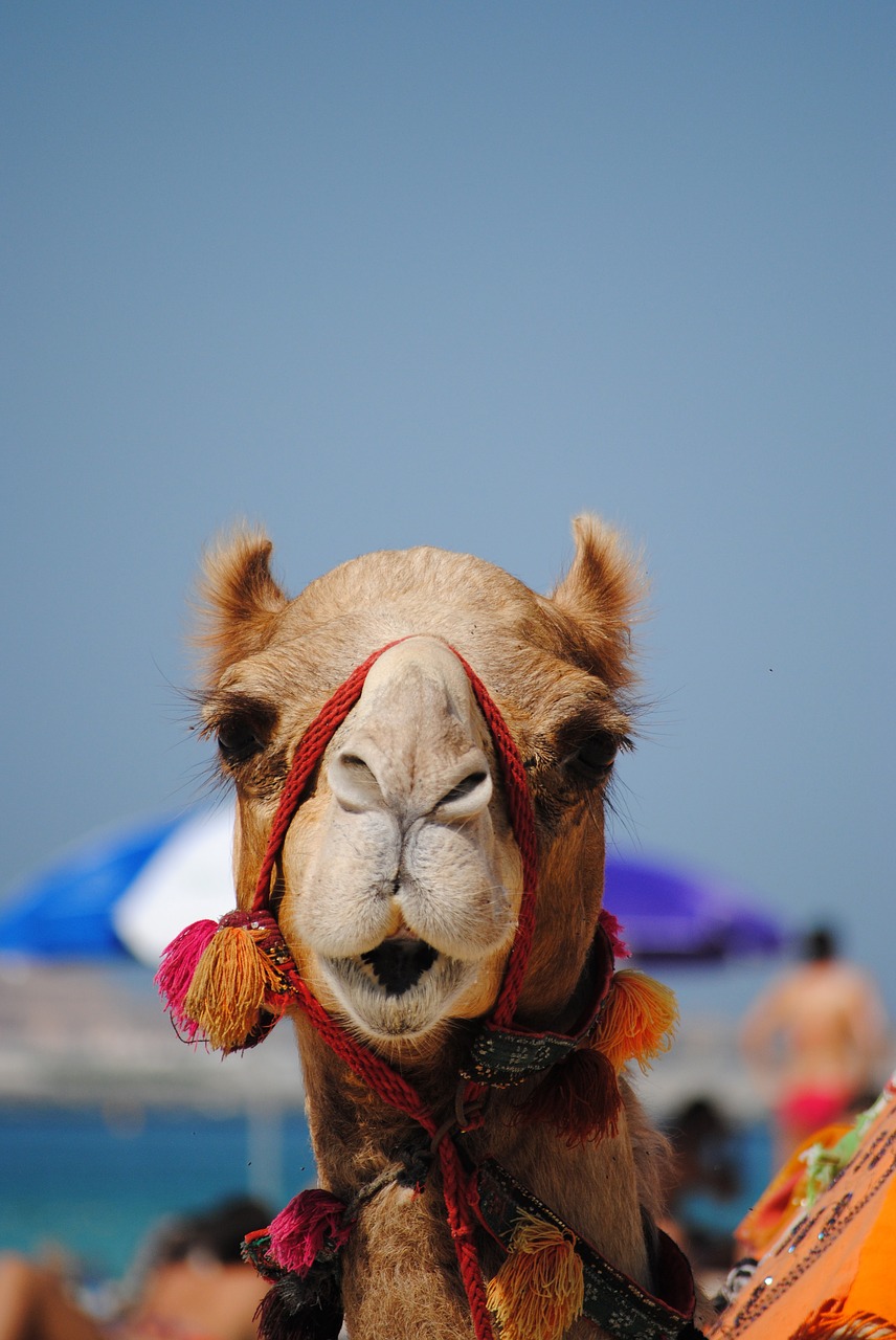 dubai emirates camel free photo
