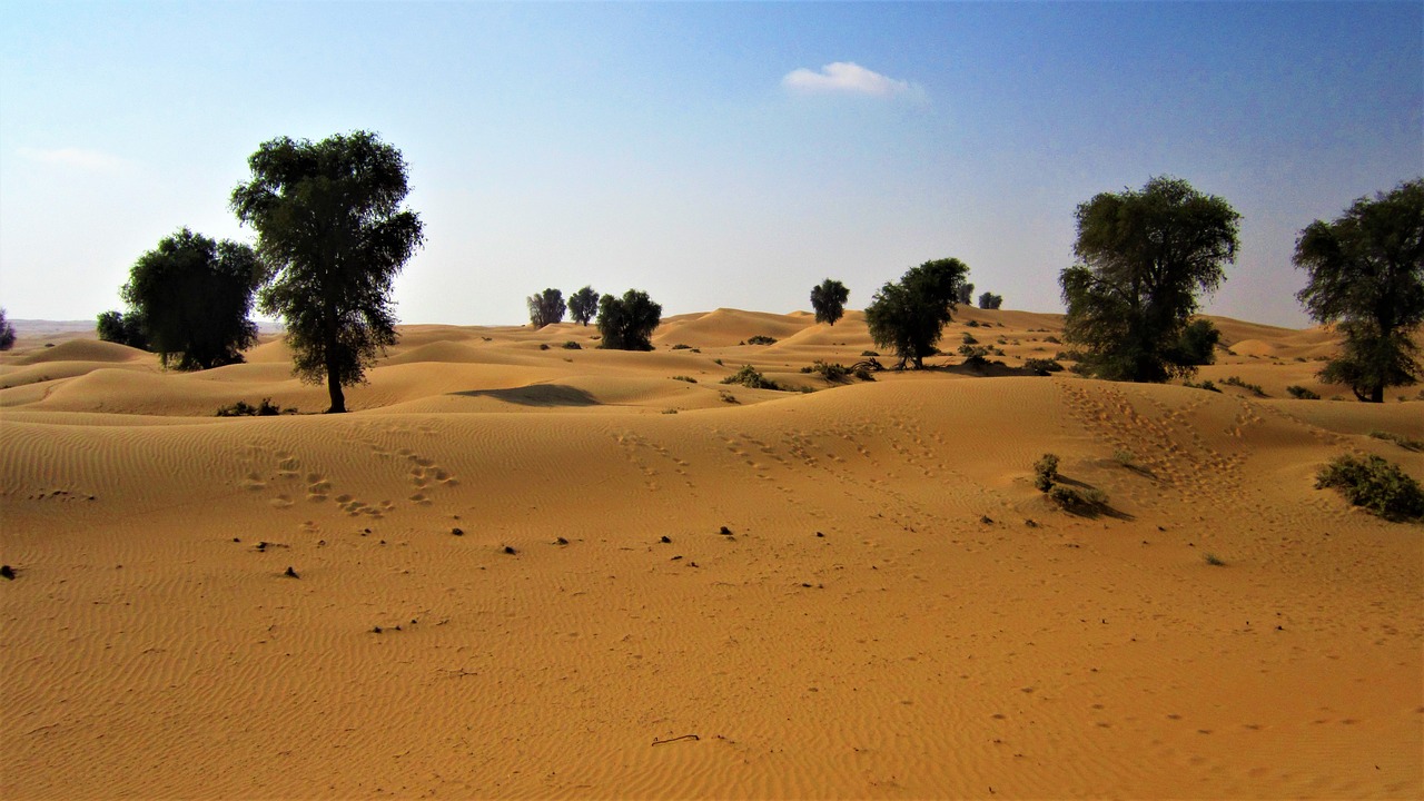 dubai desert trees free photo