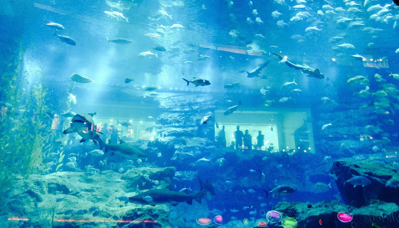 dubai aquarium fish free photo