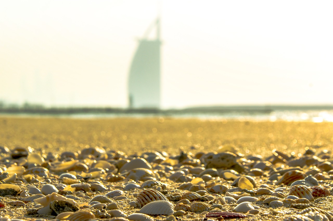 dubai beach shells free photo