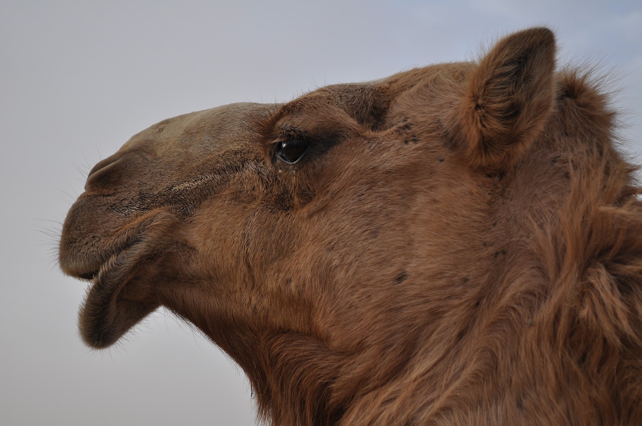 dubai camel travel free photo