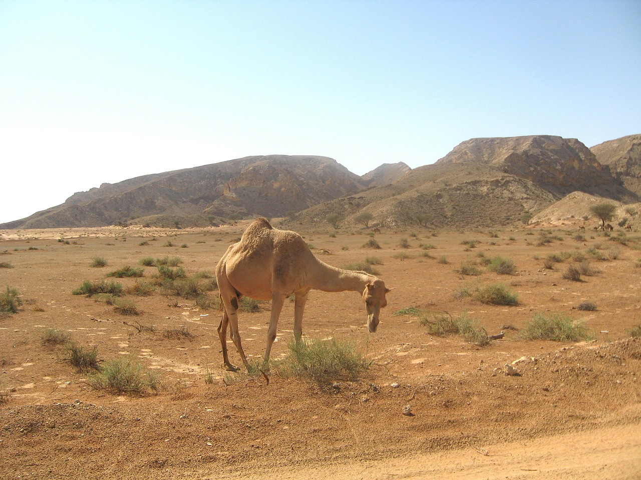 dubai desert landscape free photo