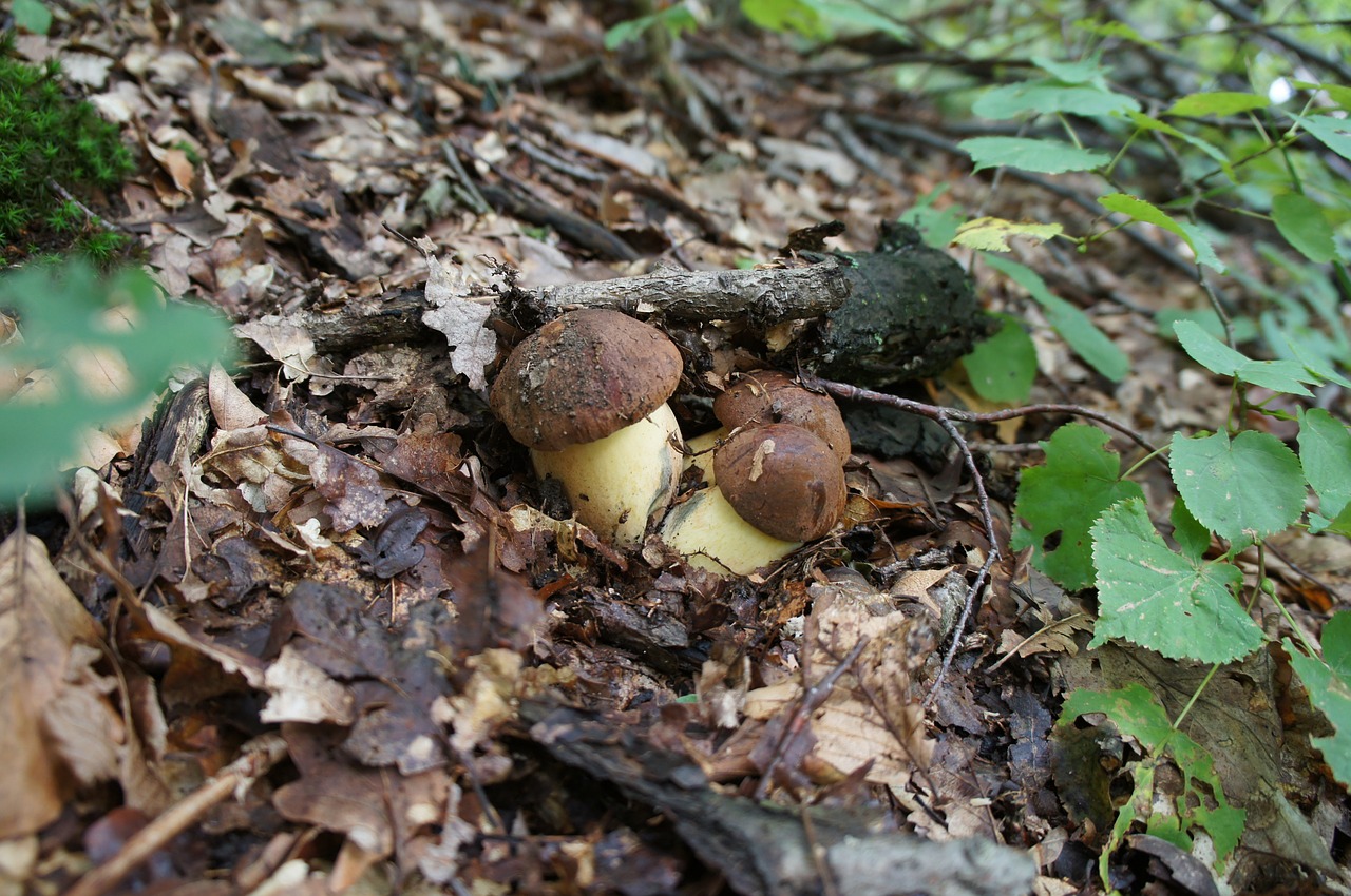 dubáky wild mushrooms forest free photo