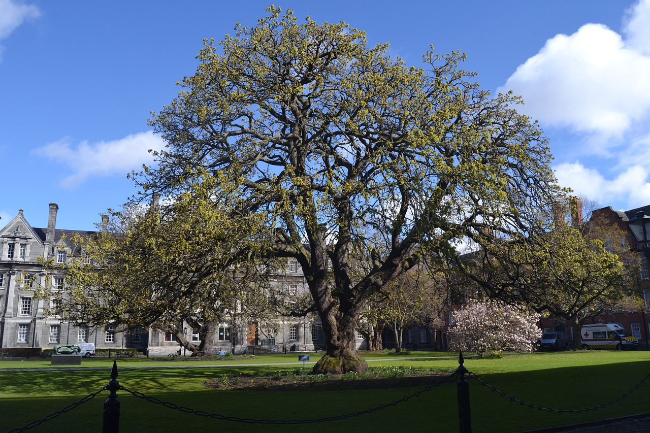 big tree dublin city free photo