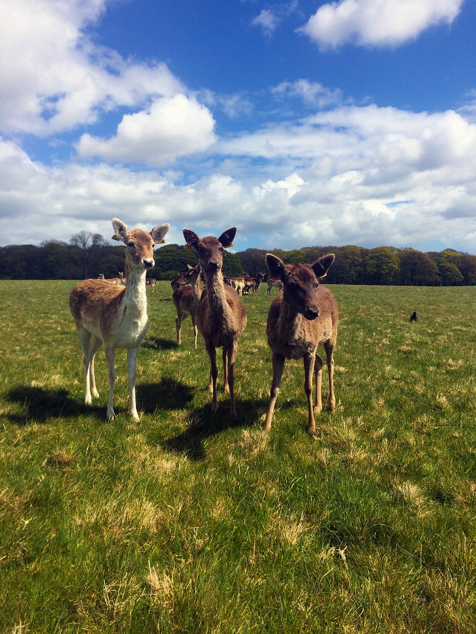 dublin deer wildlife free photo