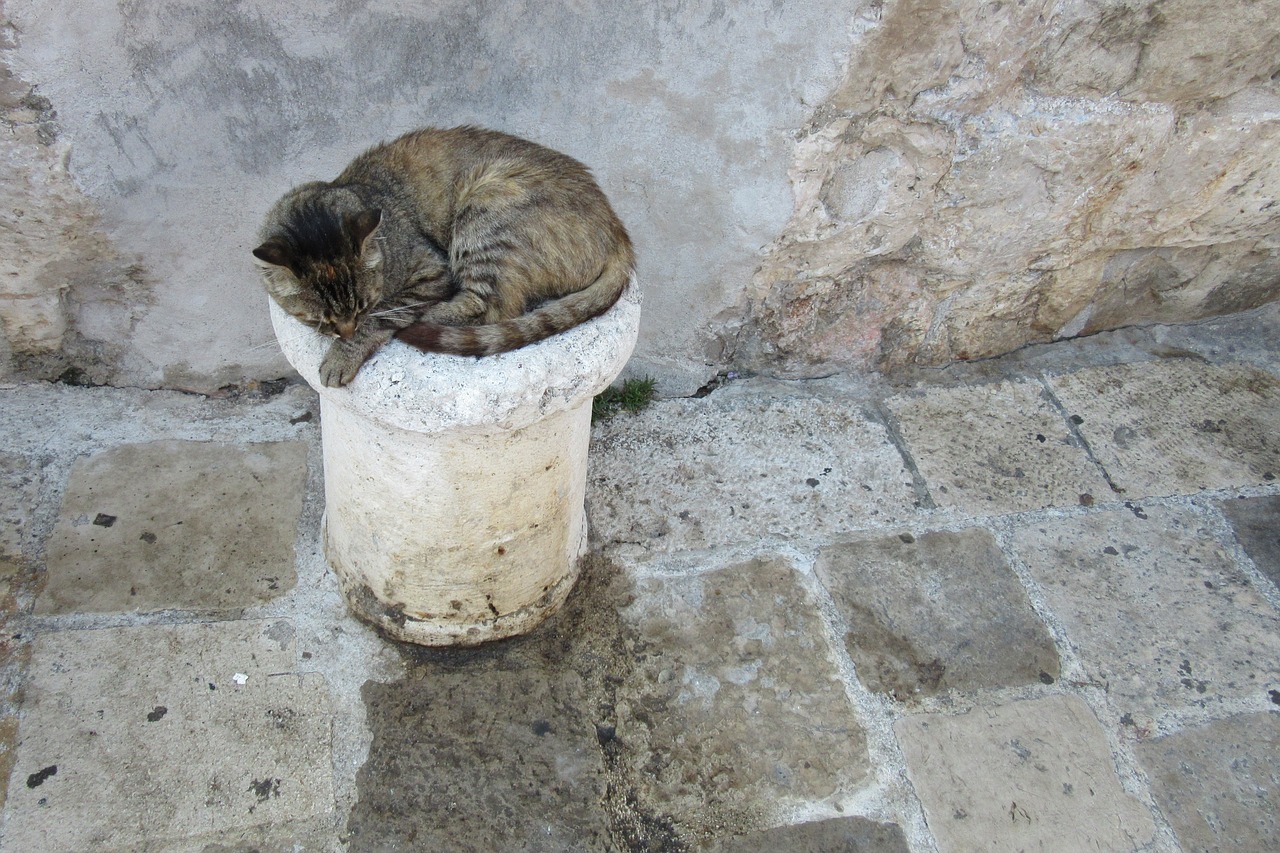 dubrovnik port cat free photo