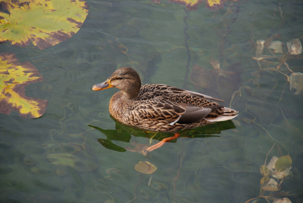 duck pond lake free photo