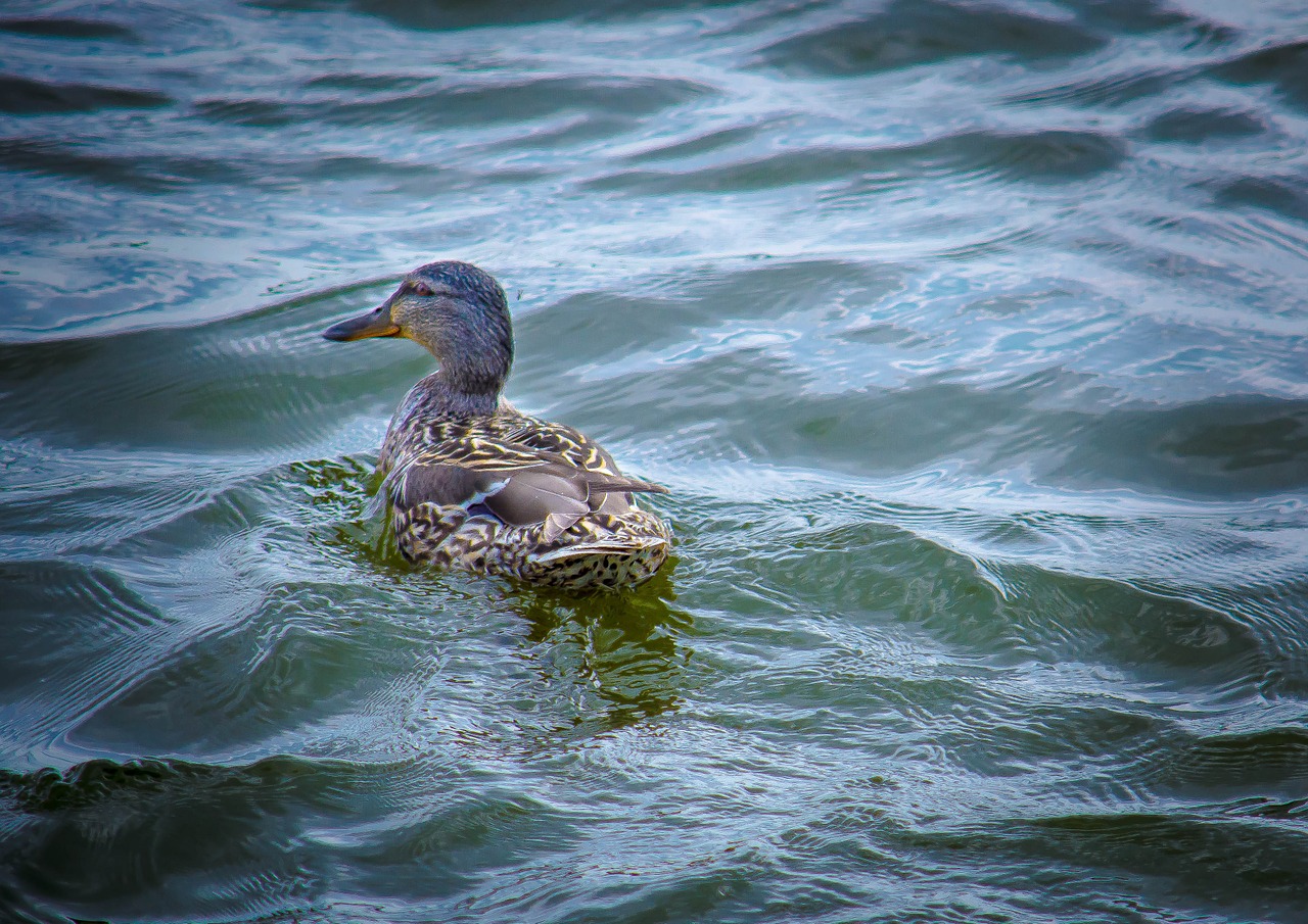 duck water lake free photo