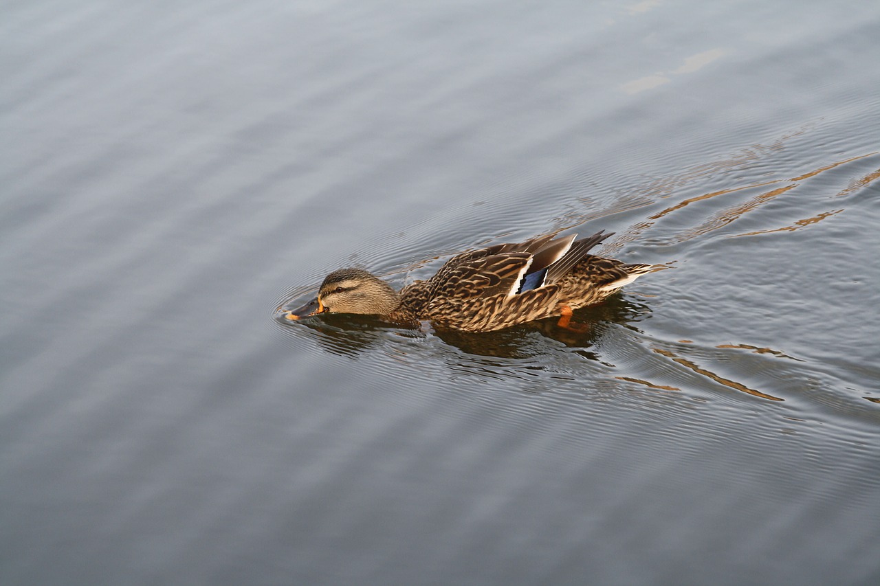 duck swim lake free photo