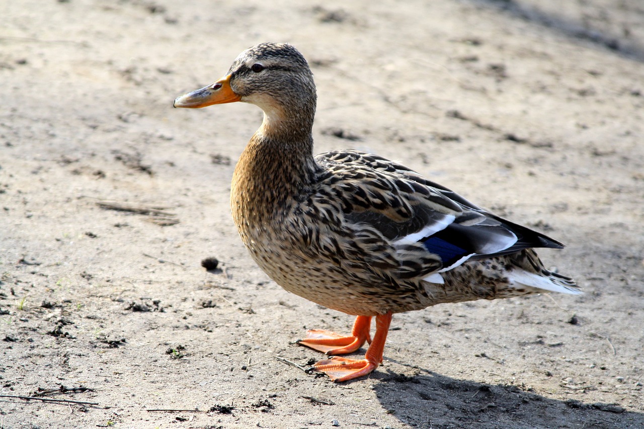 duck water nature free photo