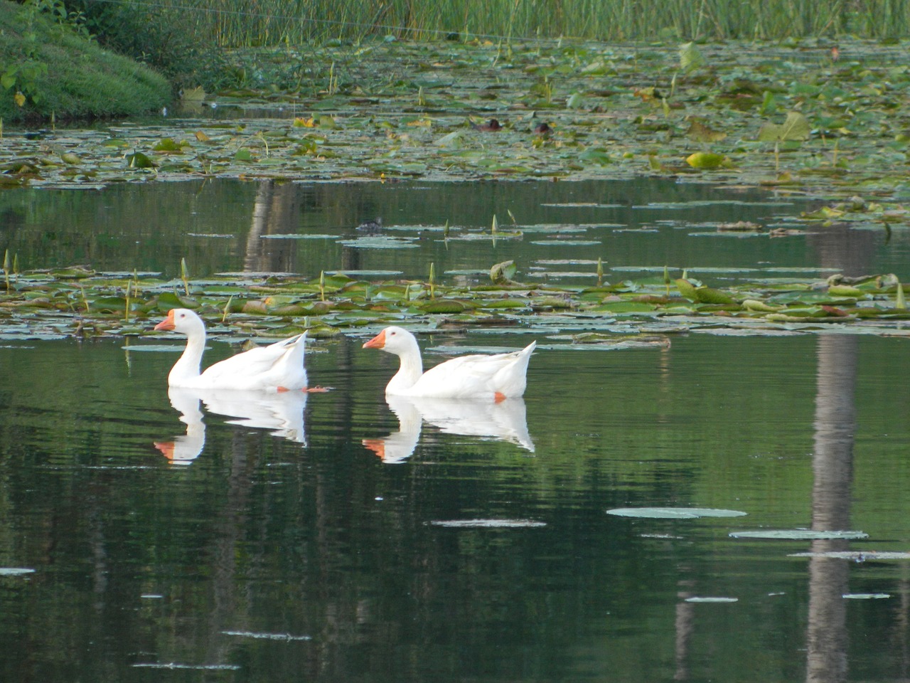 duck mallards pond free photo