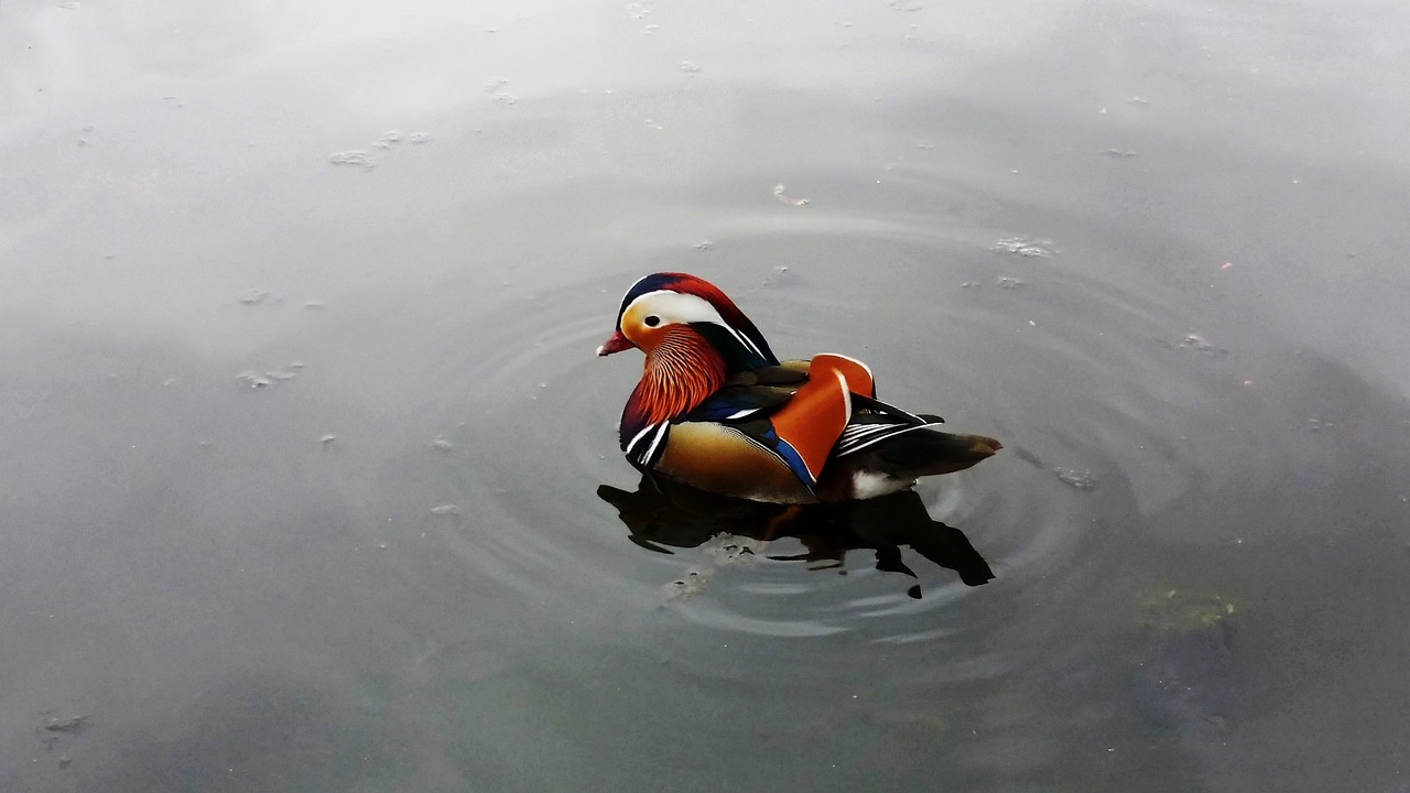 duck pond waves free photo