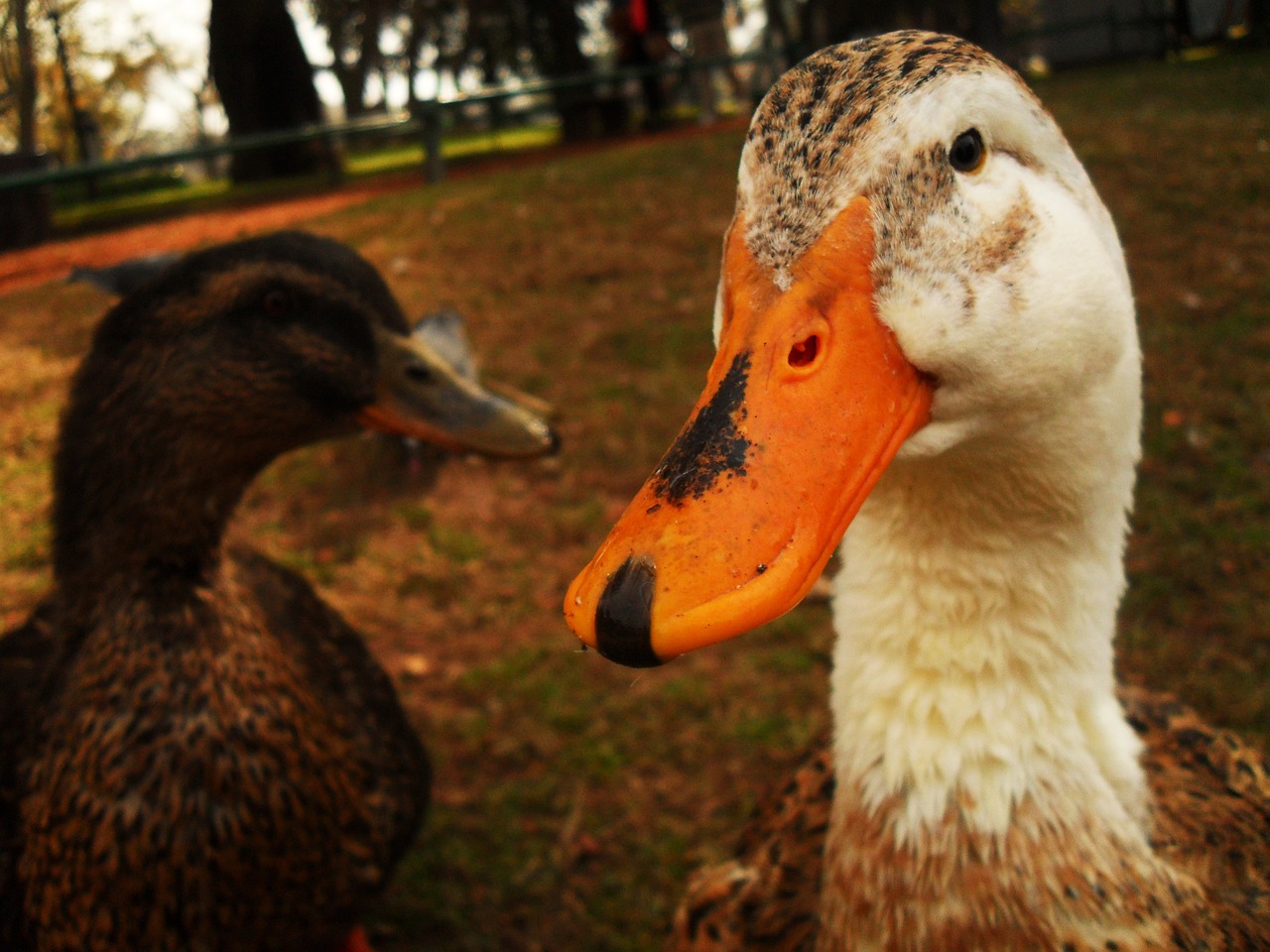 duck animal portrait free photo