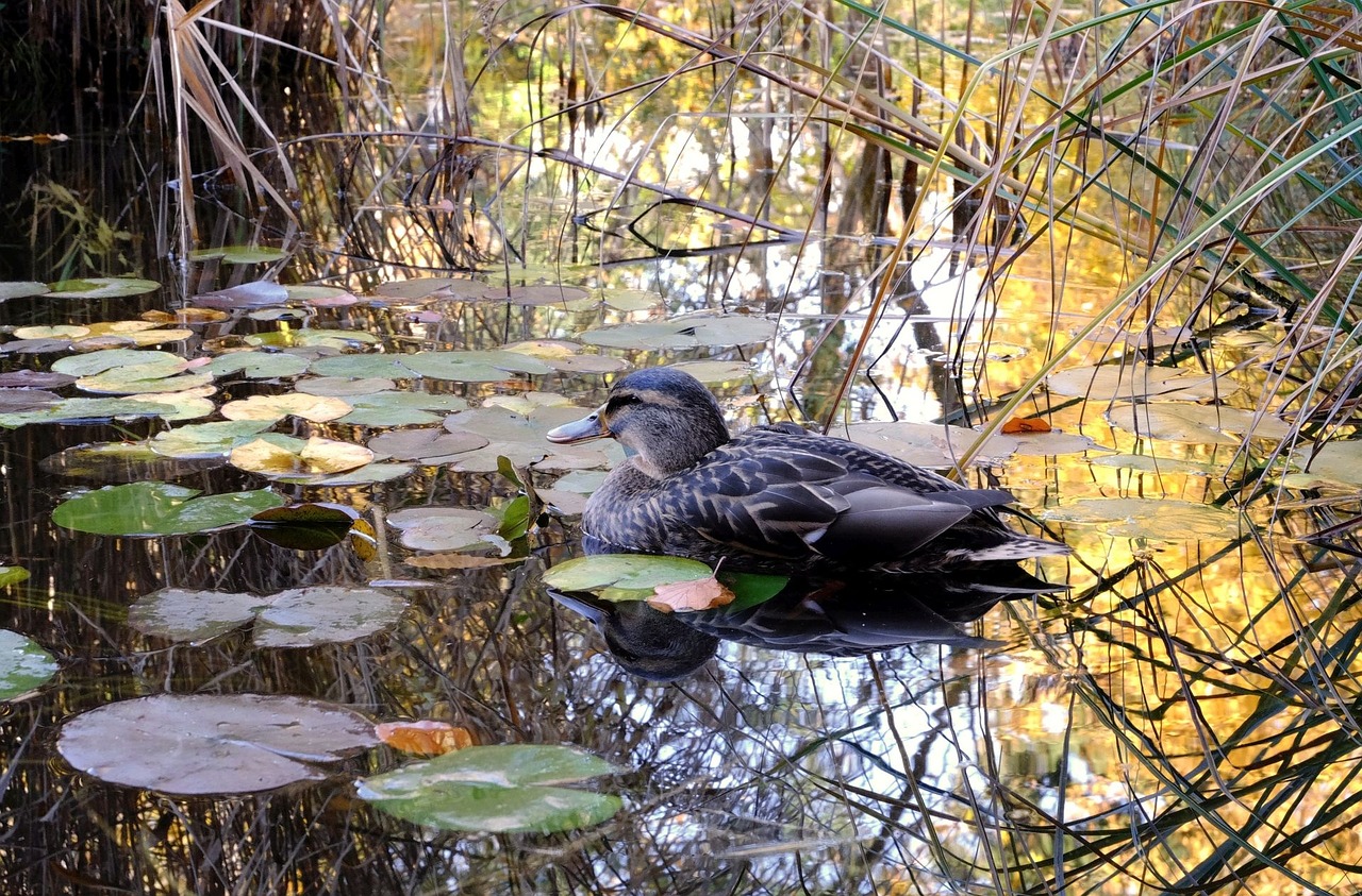 duck pond mallard free photo