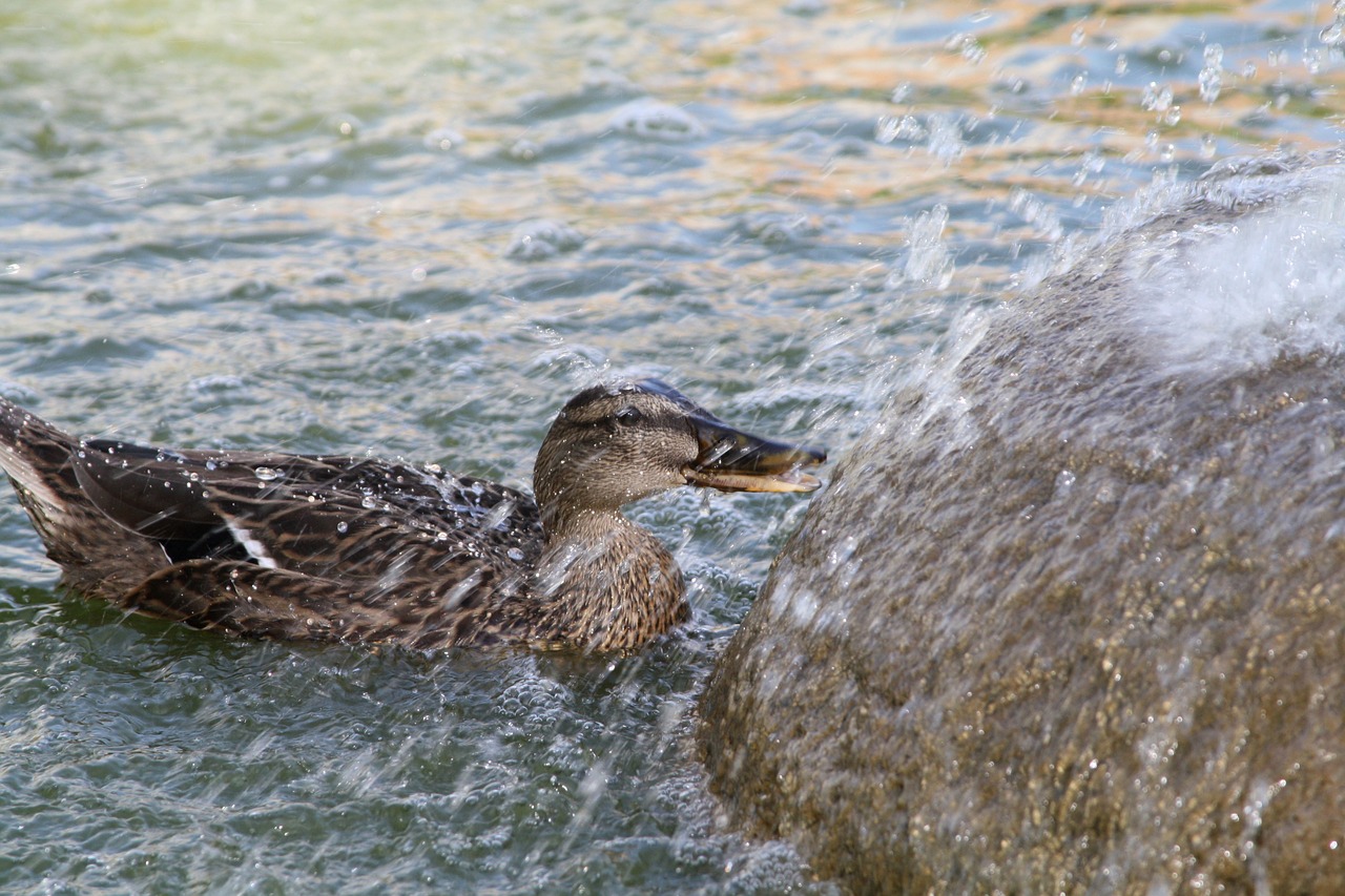 duck wet water free photo