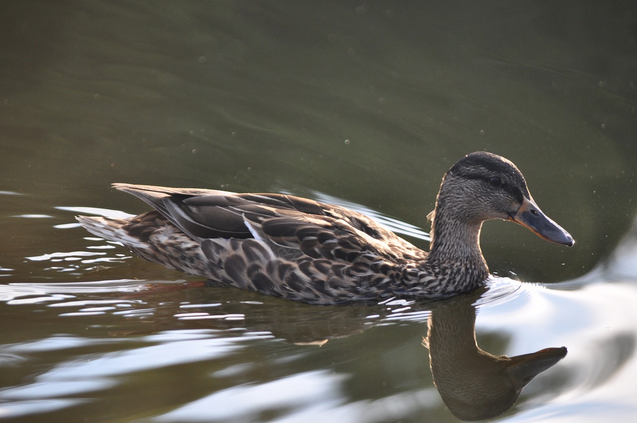 duck water pond free photo