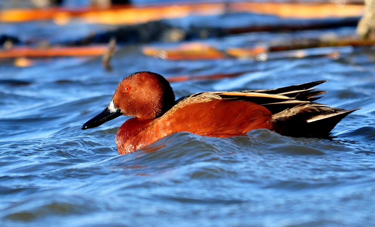 duck cinnamon teal bird free photo