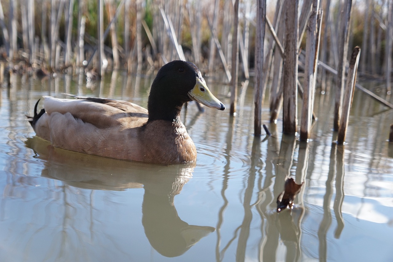 duck pond reflection free photo