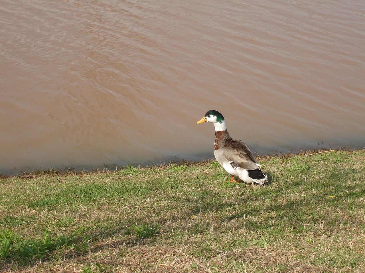 duck pond grass free photo