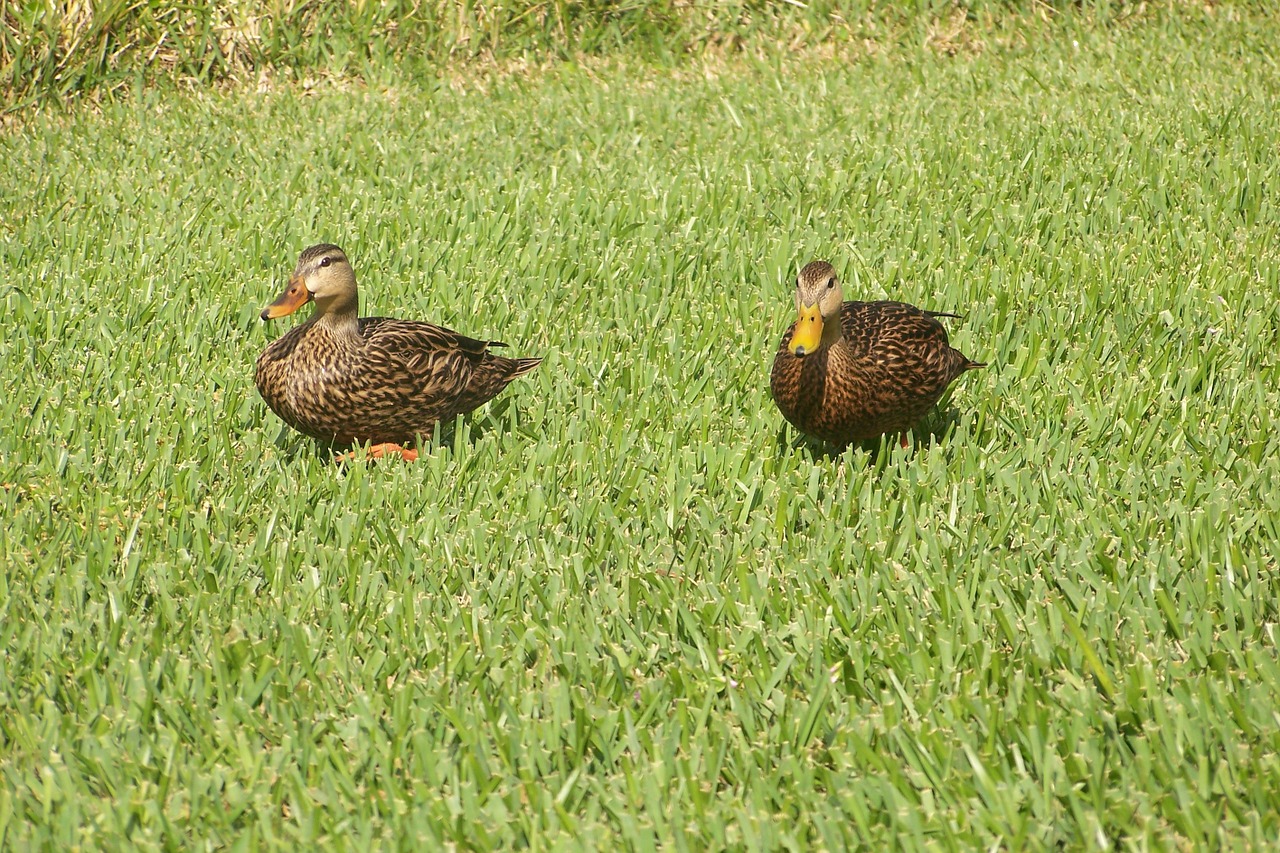 duck lake nature free photo