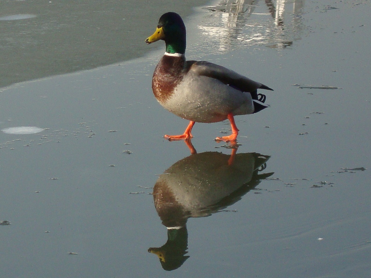 duck water bird winter free photo