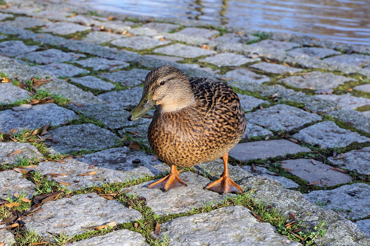 duck drake water free photo