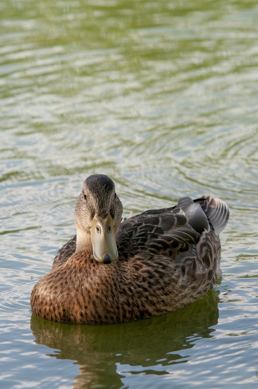 duck bird water free photo