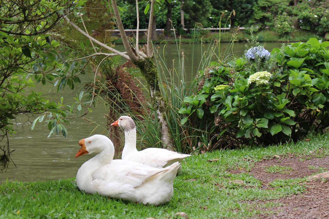 duck pond nature free photo