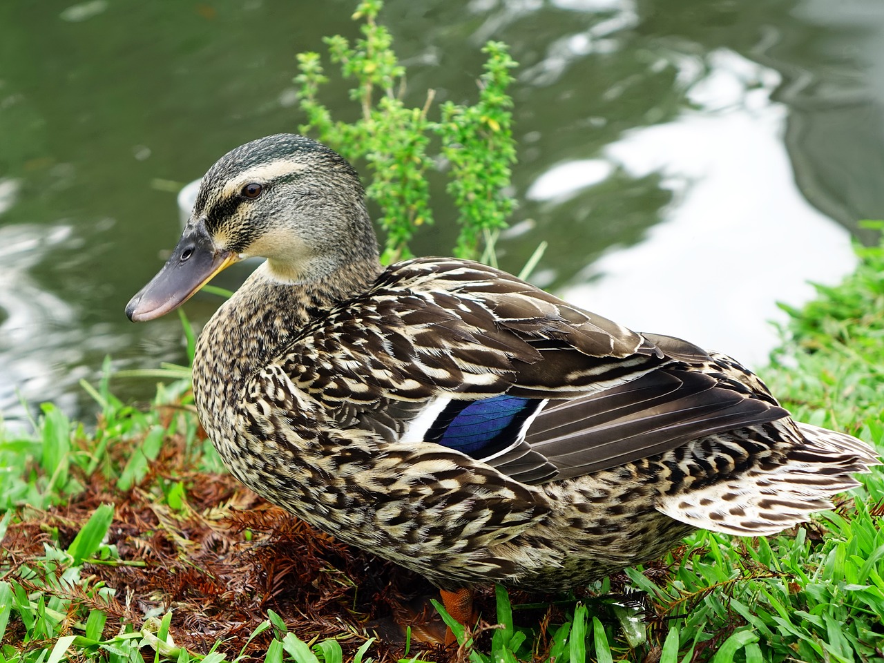 duck duckling plumage free photo