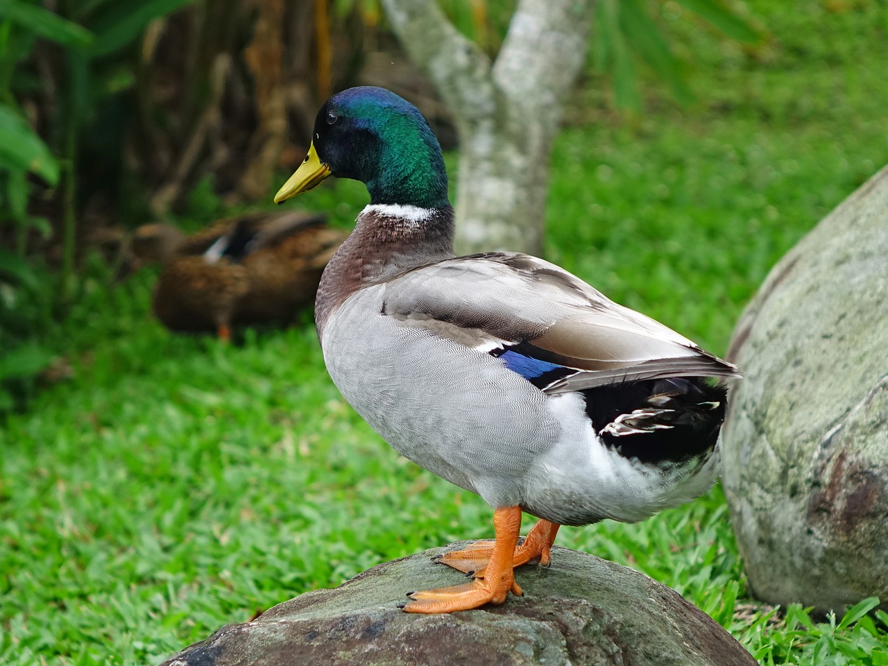 duck duckling plumage free photo