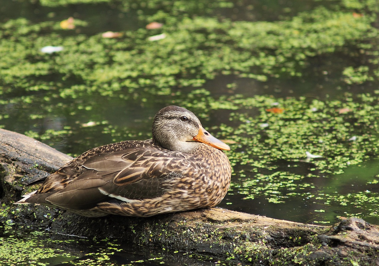 duck nature water free photo