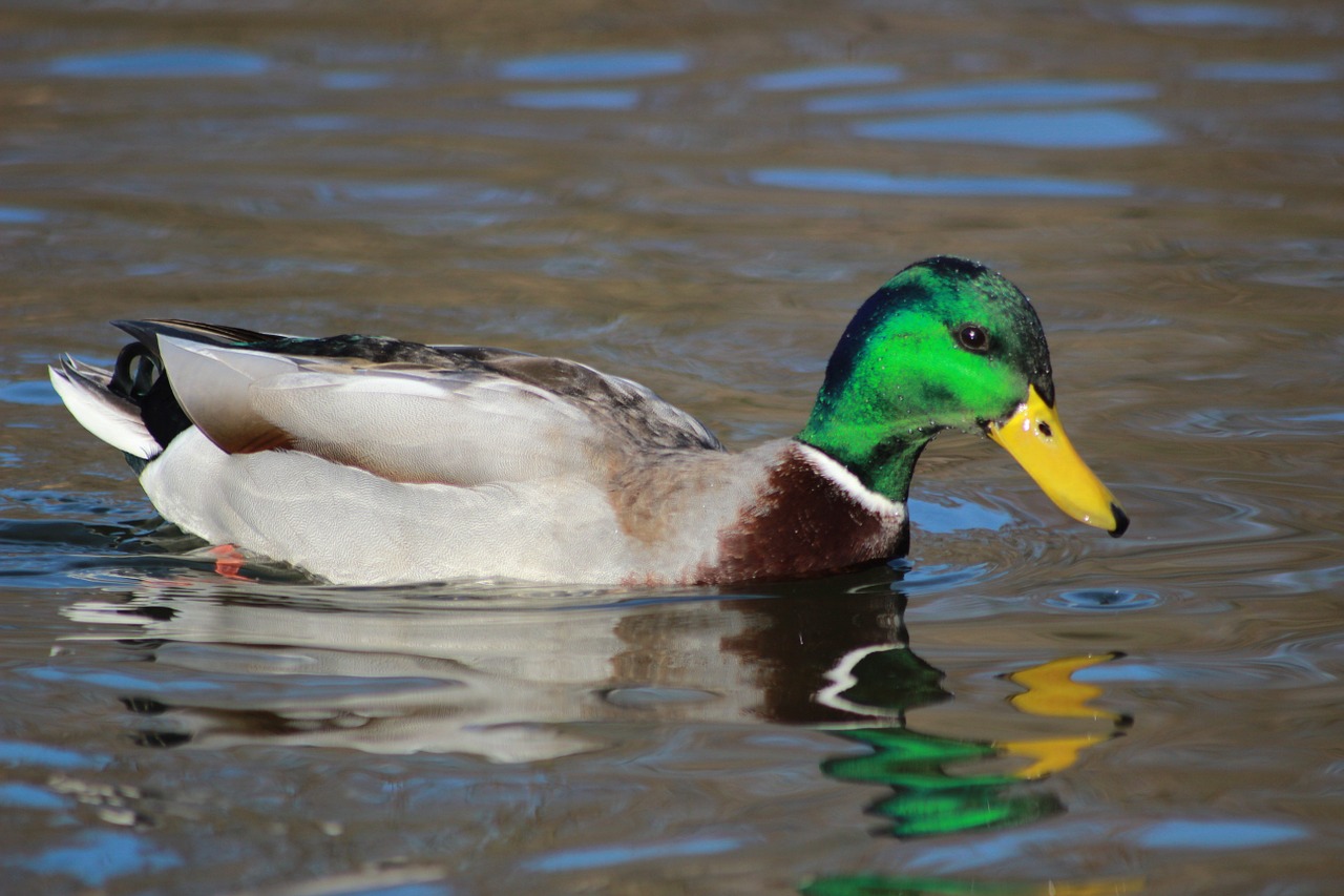 duck bird water free photo